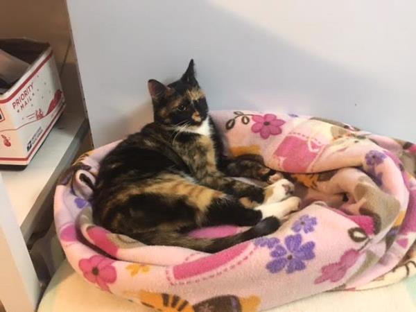 /Images/uploads/The Murphee and Sugar Angel Foundation/murpheeandsugar-pet-photo-contest-fundraiser/entries/27910thumb.jpg